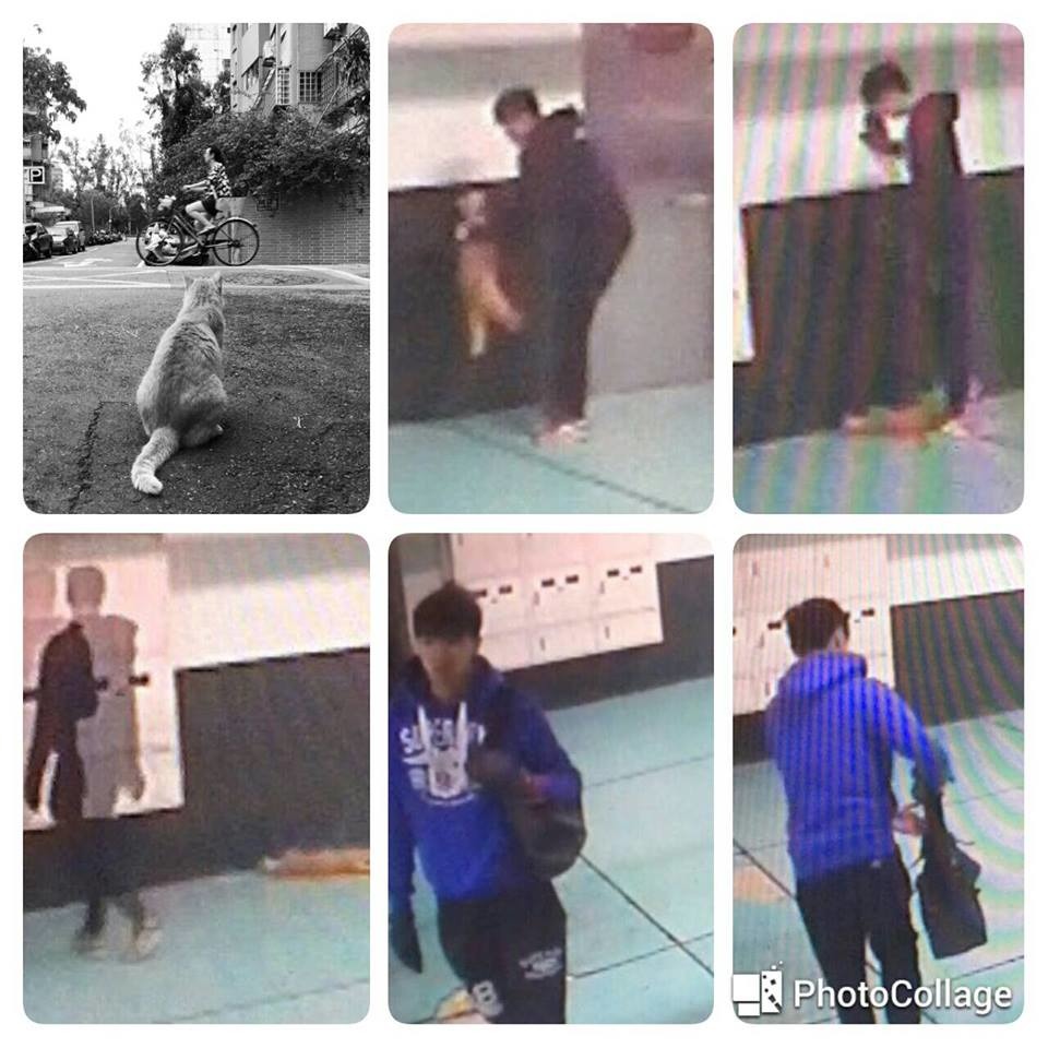 大橘子的驗屍報告尚未公開，但從監視器畫面能看到牠曾遭兇嫌不斷重擊。　台灣動物新聞網資料照