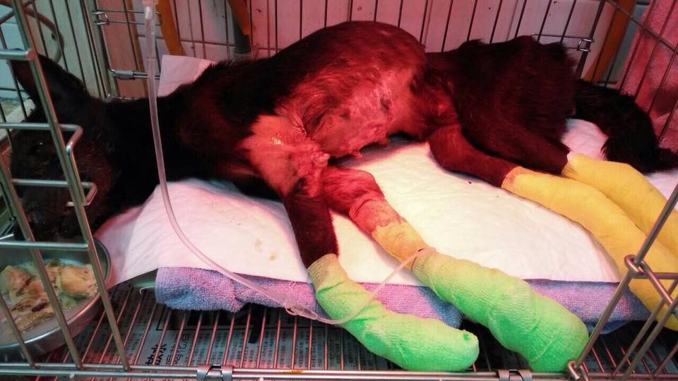 因漂白粉事件受傷的狗兒。　取自網路