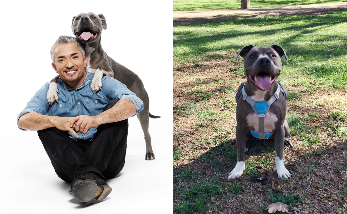 西薩請他的比特鬥牛犬阿弟轉達他還活著的消息。　取自Cesar Millan臉書