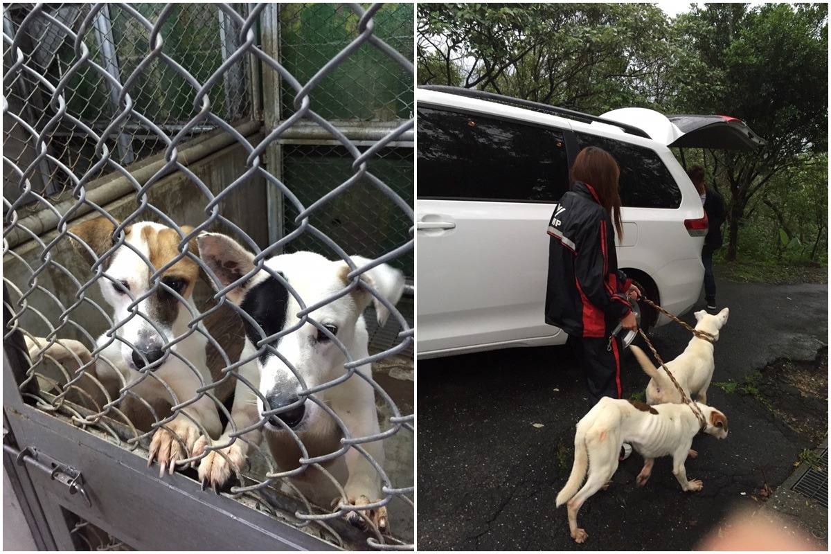 李小姐完成筆錄後隨即前往基隆市寵物銀行領回狗兒。　基隆市動物保護防疫所/提供