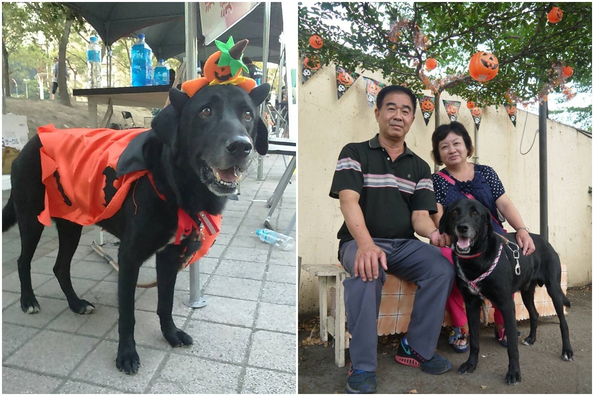 萬萬找到家了！這對夫妻看到19日刊出的報導後，於21日前往后里動物之家領養萬萬。　台中市動保處/提供