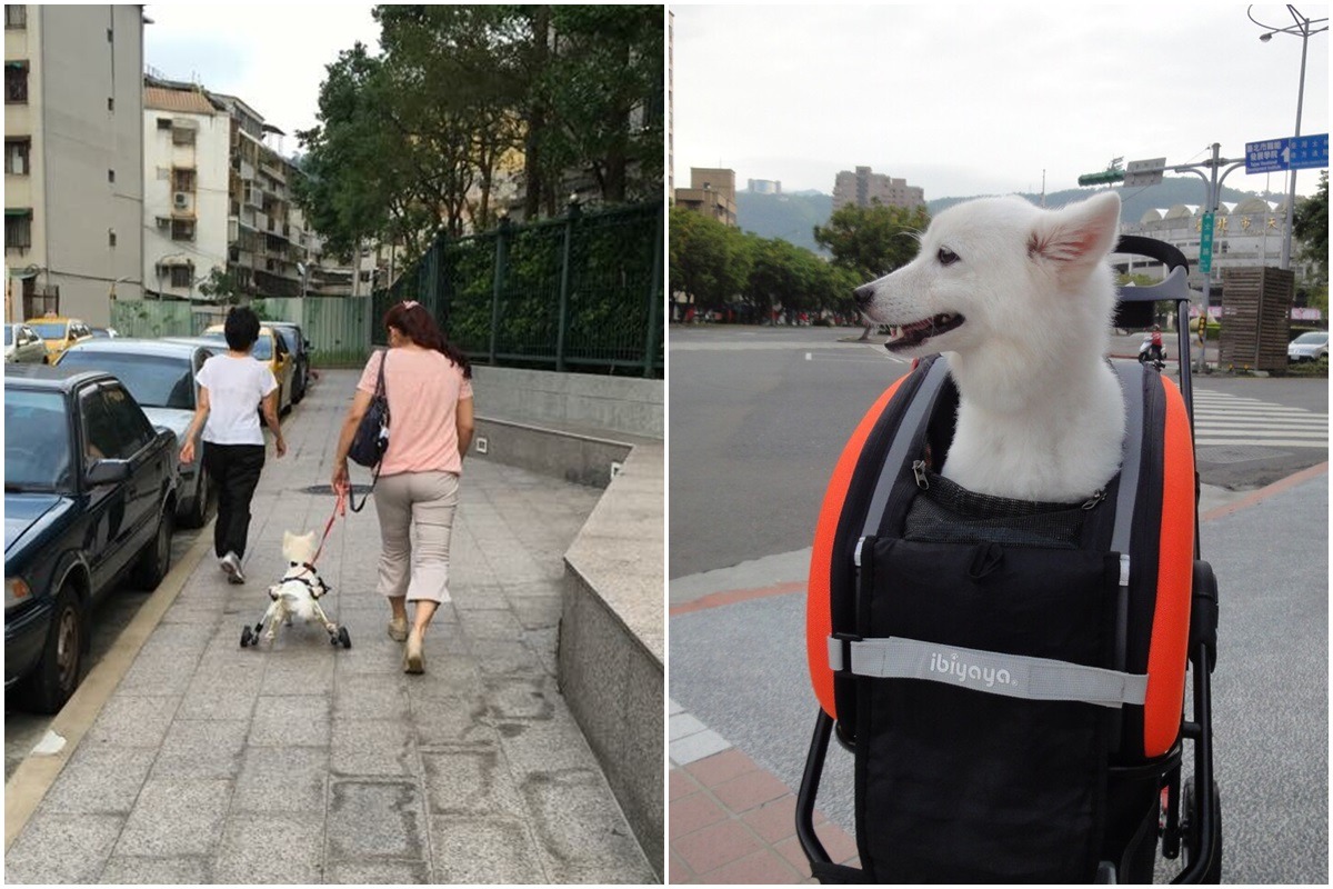 小雨和原中途媽媽(左)、新中途媽媽(右)一起散步。　狐狸犬之友社團志工Cathy/提供