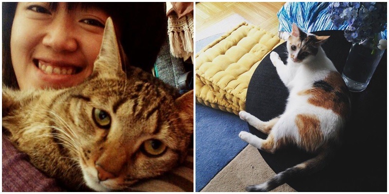 楊七喜與愛貓小喜(左)、Ruby(右),從小媽媽就會撿貓狗回家,Ruby是楊七喜長大後自己撿回、想養的第一隻貓,而小喜則是媽媽撿來的貓,在她回家養病期間和Ruby形影不離而一併被收養。 楊七喜/提供