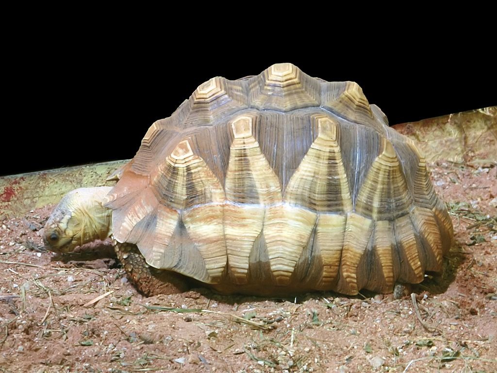 安地洛卡象龜（Astrochelys yniphora），野外族群剩下不到100隻，不出兩年時間將徹底滅絕。　© Hans Hillewaert / CC BY-SA 4.0