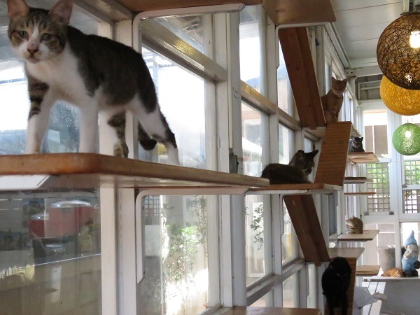 為滿足貓咪喜歡跳躍居高臨下的特性，主人得挖空心思打造貓屋。　蕭士塔/攝