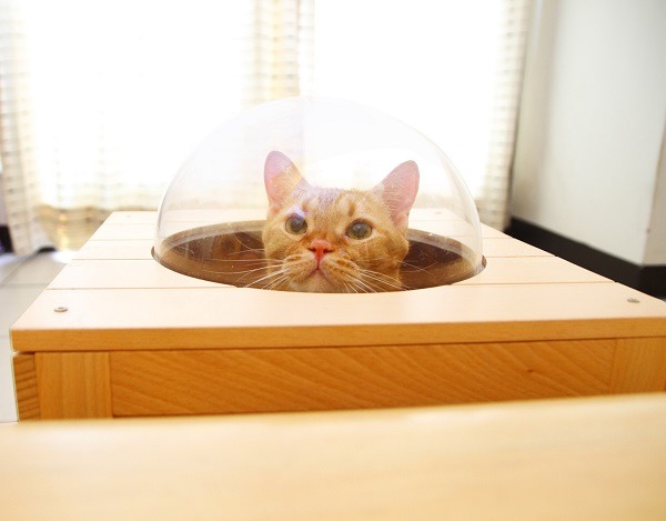 寵物原木方塊特別版「貓咪太空艙」。　蕭士塔/攝