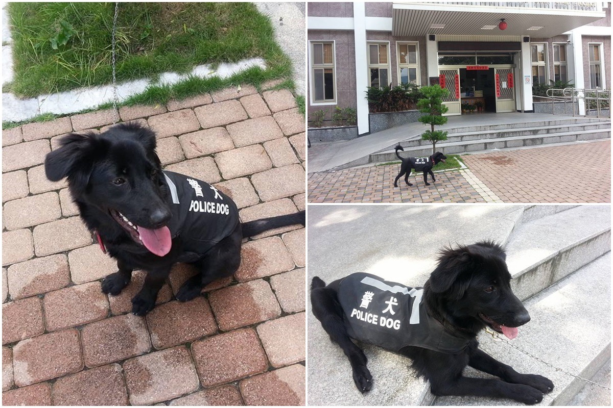 QQ首先通過考核,還會認警察制服跟警局,成為第一隻穿上警犬裝的警戒犬。 取自臺東縣警察局關山分局臉書