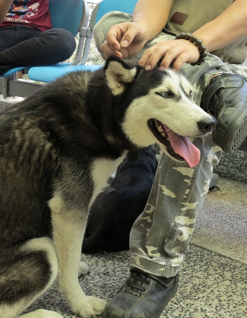 今年絕育活動不受理純種犬貓及體重超過25公斤者。　蕭士塔/攝