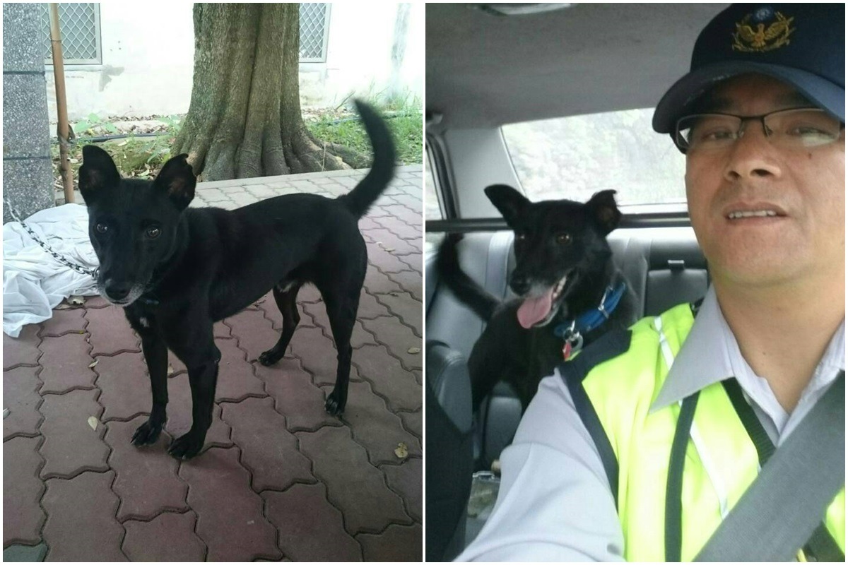鸞山派出所的伊曼訓練成效良好,已經可以和員警一起搭警車巡邏囉! 張淵瑜/提供