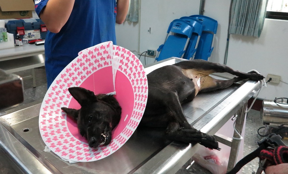 犬貓手術前12小時必須完全禁食禁水。　蕭士塔/攝