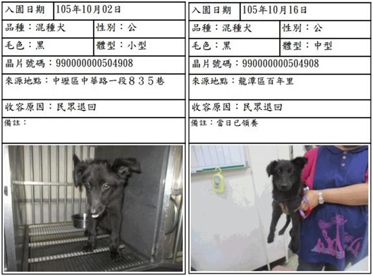 毛毛在短時間內連續被民眾退養。　截取自桃園市政府動物保護防疫處入園公告