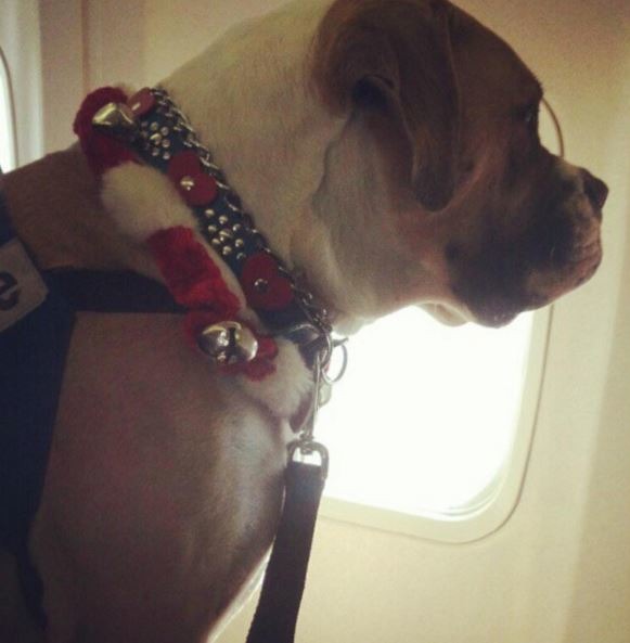 漢克喜歡在起飛時看向窗外。 Instagram_hanktheworldtraveler