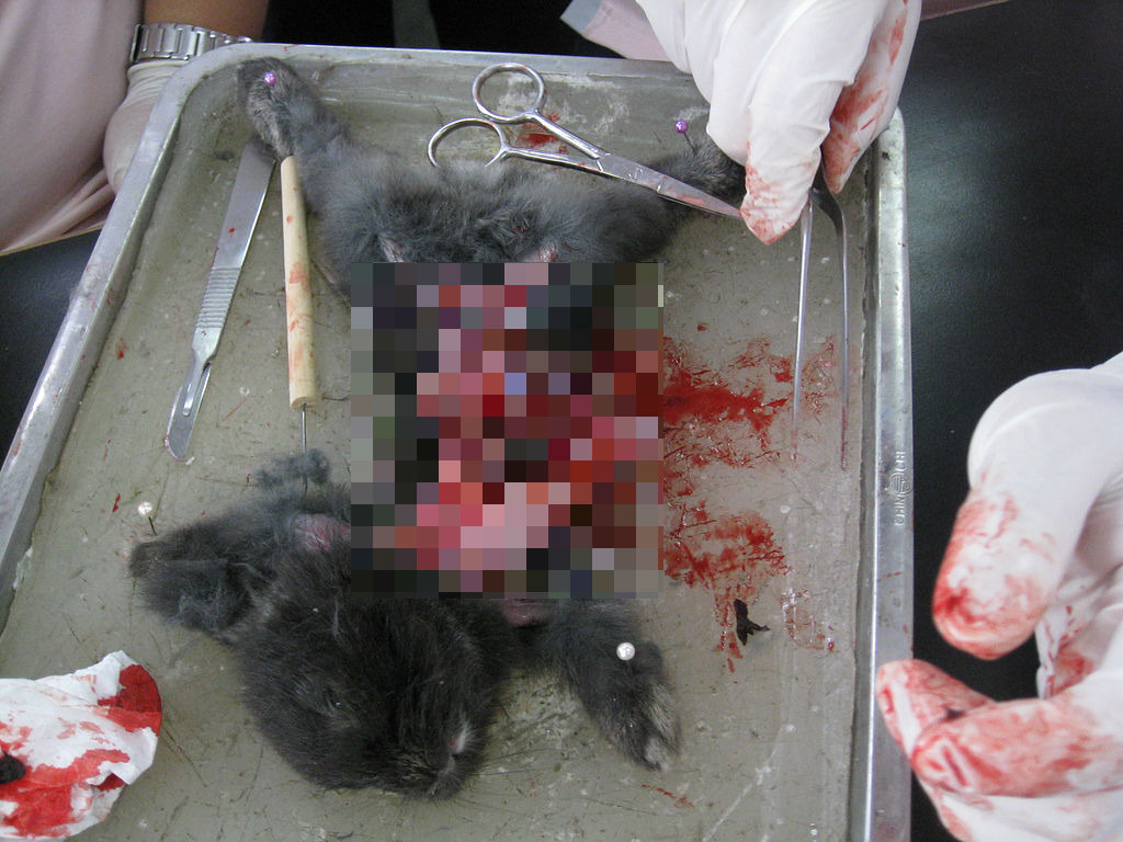 嘉華高中一位教師以幼兔取代青娃解剖被民眾檢舉。 愛兔協會/提供