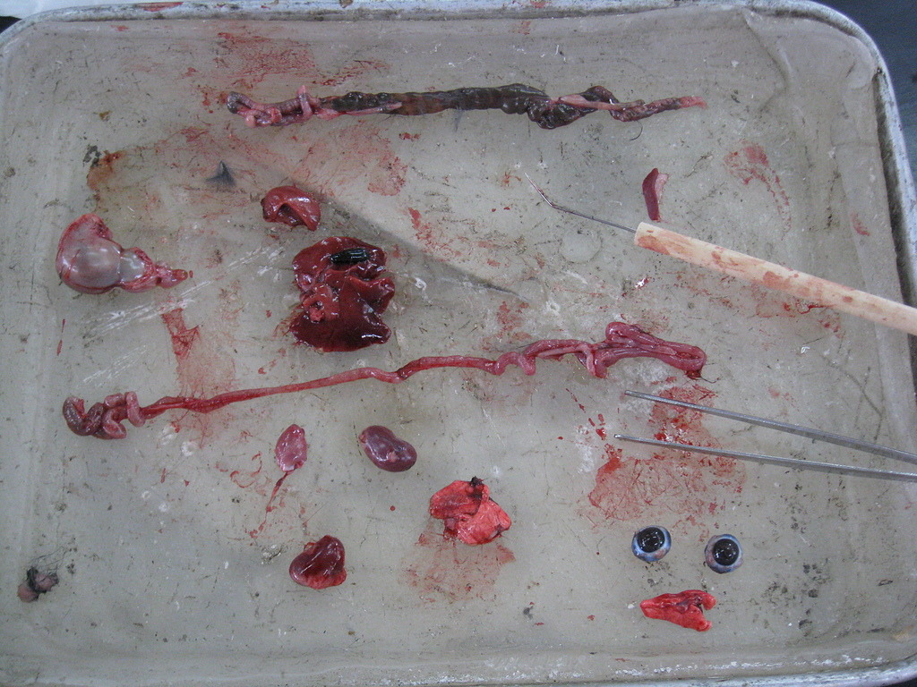 愛兔協會表示,課堂上學生肢解動物內臟、挖出動物眼睛的行為,已經遠遠超出「學術需求」。 台灣動物新聞網資料照(備份照片)