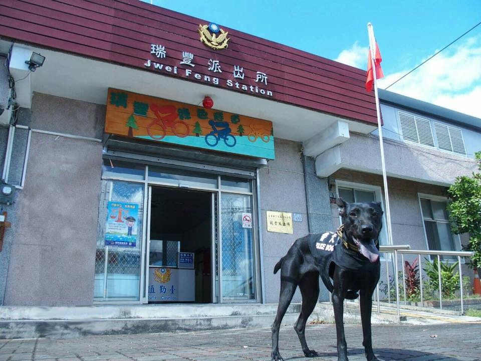黑妞自去年10月起在瑞豐派出所擔任警戒犬。　取自關山分局網站