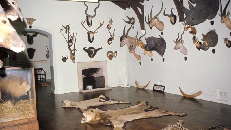 狩獵戰利品(hunting trophy)是吸引獵人狩獵的重要因素。 取自網路