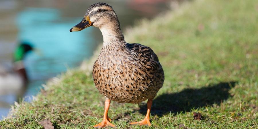 運河與河川基金會掌管英格蘭和威爾斯地區的大小河川，總長可達 2,000英哩。　取自Canal & River Trust臉書專頁