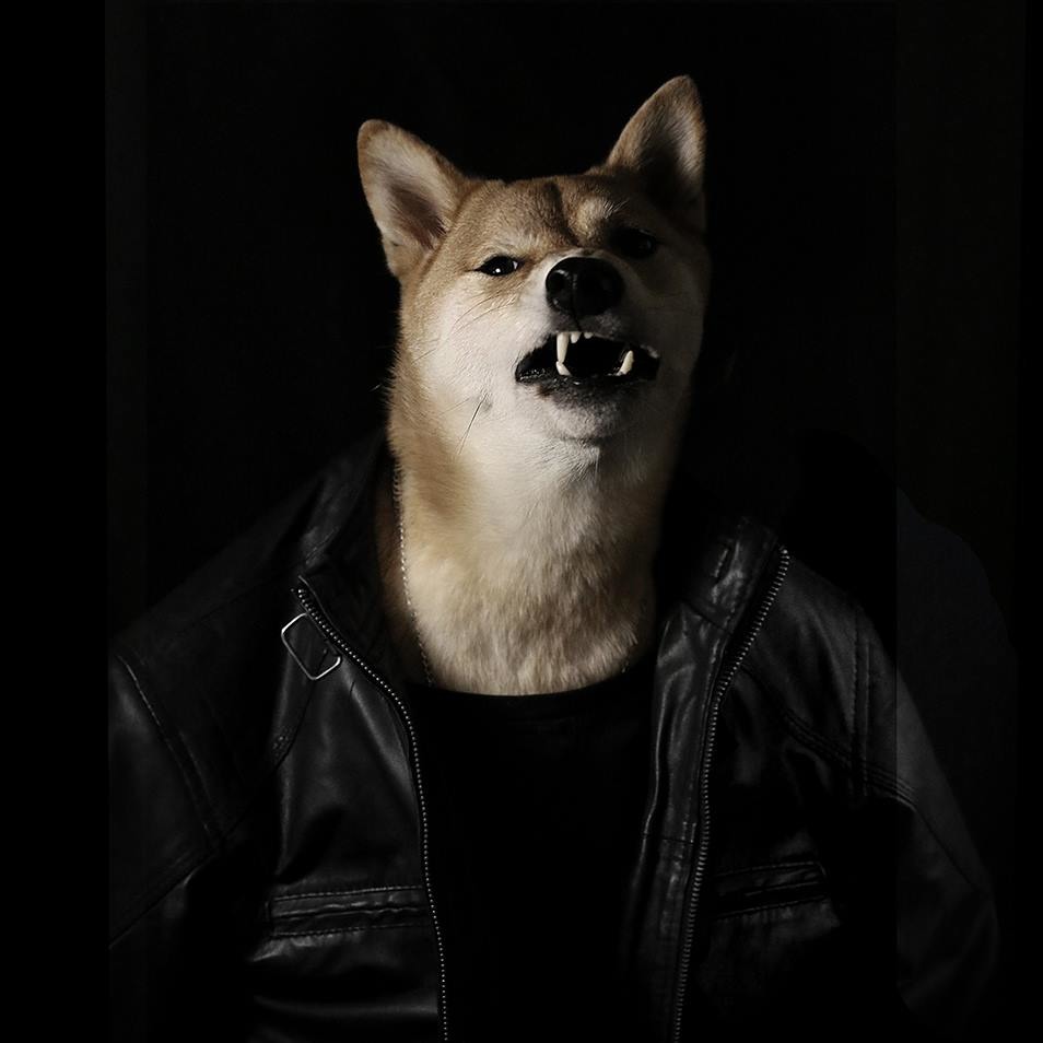 除了憨厚老實臉，菩提也有有氣勢的一面。 取自Menswear Dog臉書