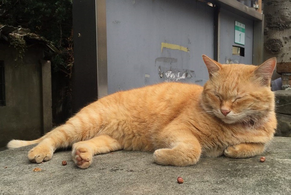 大橘子的解剖報告將於下週一（11日）出爐。　取自網路