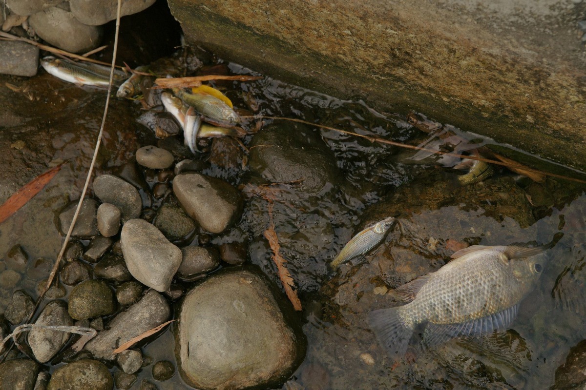 日前嘉義縣竹崎鄉居民在清水溪中發現大量魚隻死亡，但這還不是毒魚事件最嚴重的一次。　王士昇/攝