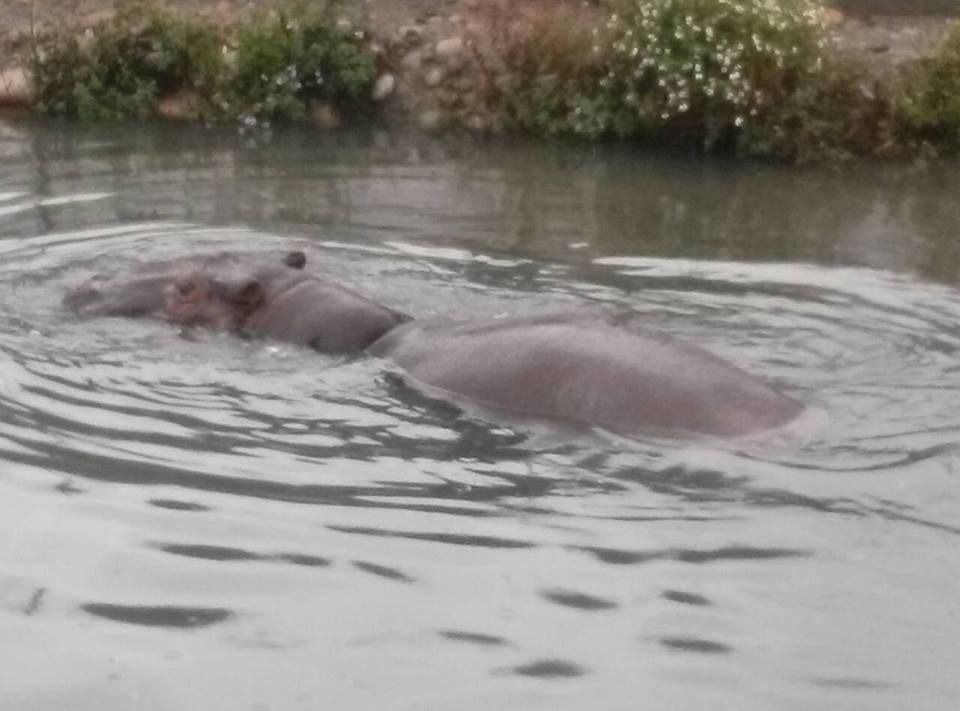 由於無法評估阿河傷勢,獸醫師建議先讓牠回到水中,減輕身體負擔。 取自台灣動物社會研究會臉書