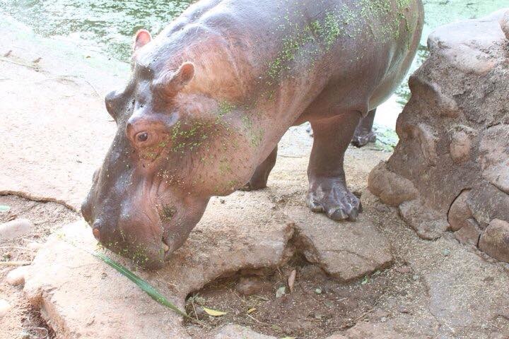 天馬牧場展演阿河多年，還打出「全台唯一可以摸的河馬」的名號，但在阿河受傷的第一時間無法提供任何醫療幫助。　取自阿河別哭專頁