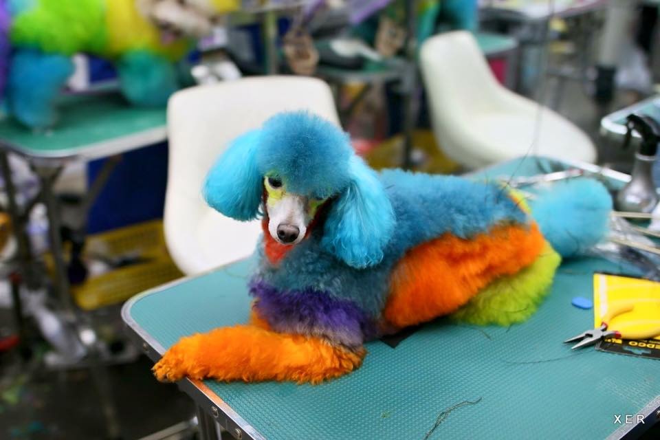 參賽的狗狗被染的五顏六色。 取自Doggieplus Ray臉書專頁