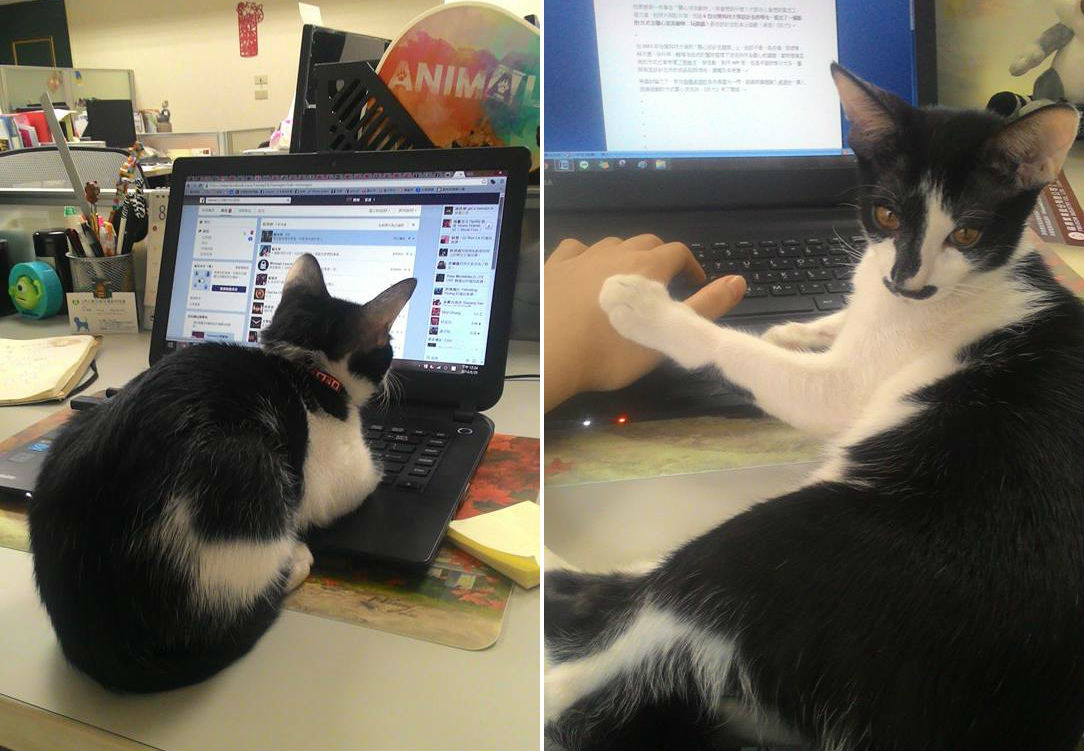 有些人認為帶寵物上班能增加工作效率，不過也有人認為易分心。　李娉婷/攝