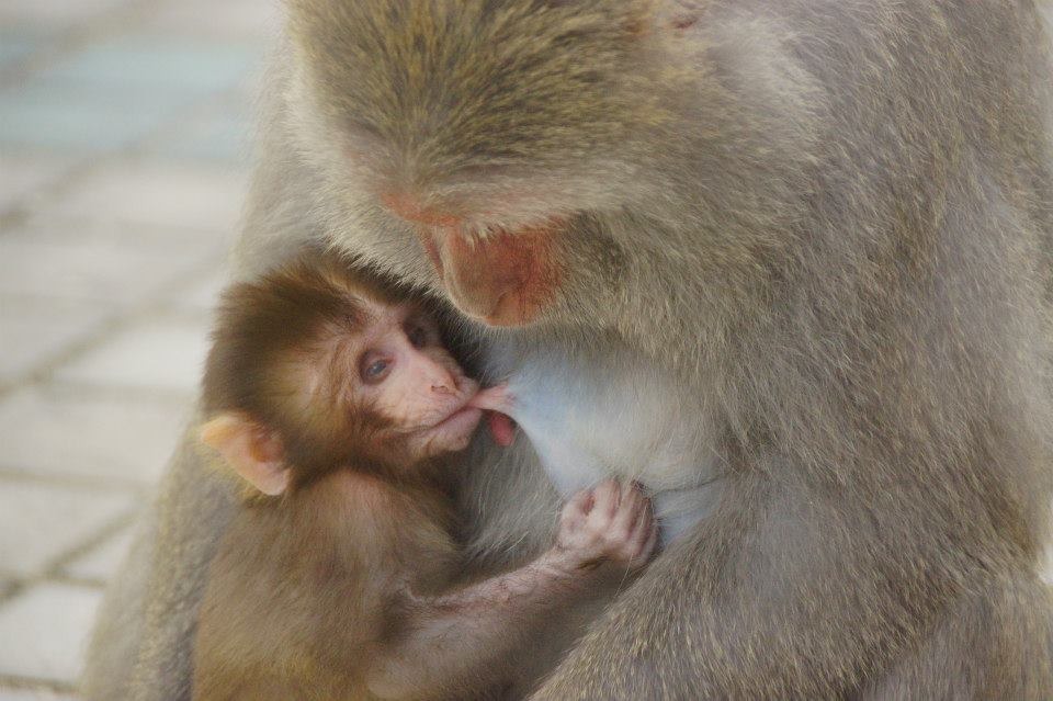 高雄壽山失明或弱視的嬰猴，有基因缺陷的獼猴無法存活至成年。　取自台灣獼猴生態攝影展臉書