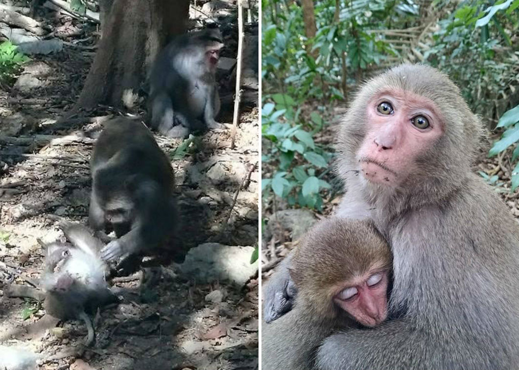 壽山又有獼猴非自然死亡!死亡獼猴為3歲的獼猴「姊姊」(最右)。 林美吟/提供
