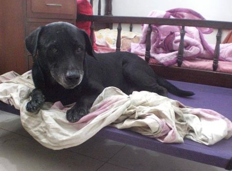 要是沒人在家，羊羊可以狂吠8小時。　 取自「掛羊頭賣狗肉」專頁