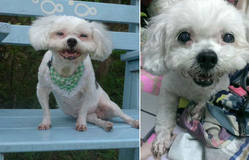 雖然一身病痛，但樂樂就像牠的名字一樣，時常露出笑容，非常鼓勵人心。　陳亮亮/提供