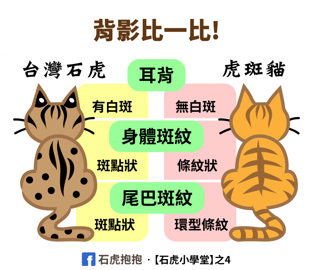 石虎和貓咪長得好像，該怎麼區分？快來石虎小學堂上課學習！　取自「石虎抱抱」粉絲專頁