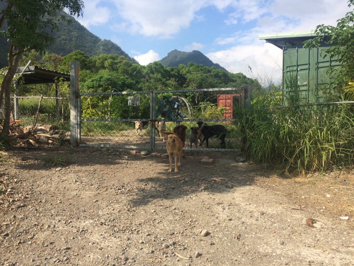徐老師狗場地處偏僻、附近居民不多,但仍會被丟狗,最誇張的一次是有民眾開車來丟狗,晶片一掃發現狗的登記戶籍在台北。 臺東縣關懷生命協會/提供