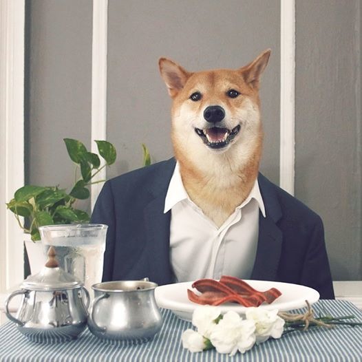 7月底時菩提過5歲生日，用帥氣西裝和粉絲打招呼。 取自Menswear Dog臉書