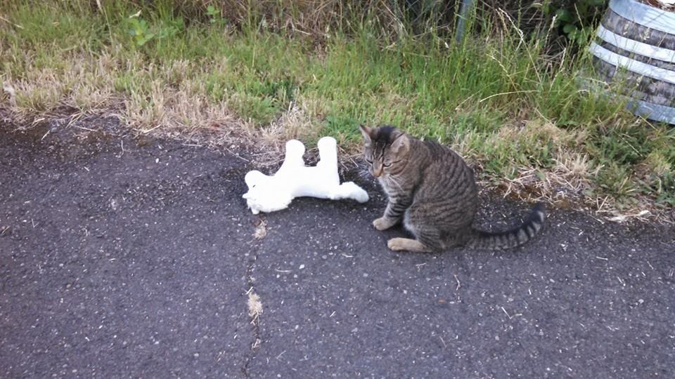 偷玩偶被逮個正著的小虎，牠喜歡偷小馬玩偶。　取自Happy Kleptokitty專頁