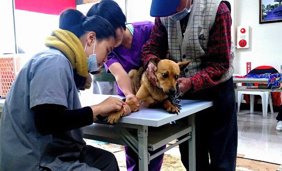 「偏鄉絕育三合一計畫」讓許多放養飼主願意做寵物登記。　台灣動物新聞網資料照(台中市動保處/提供)