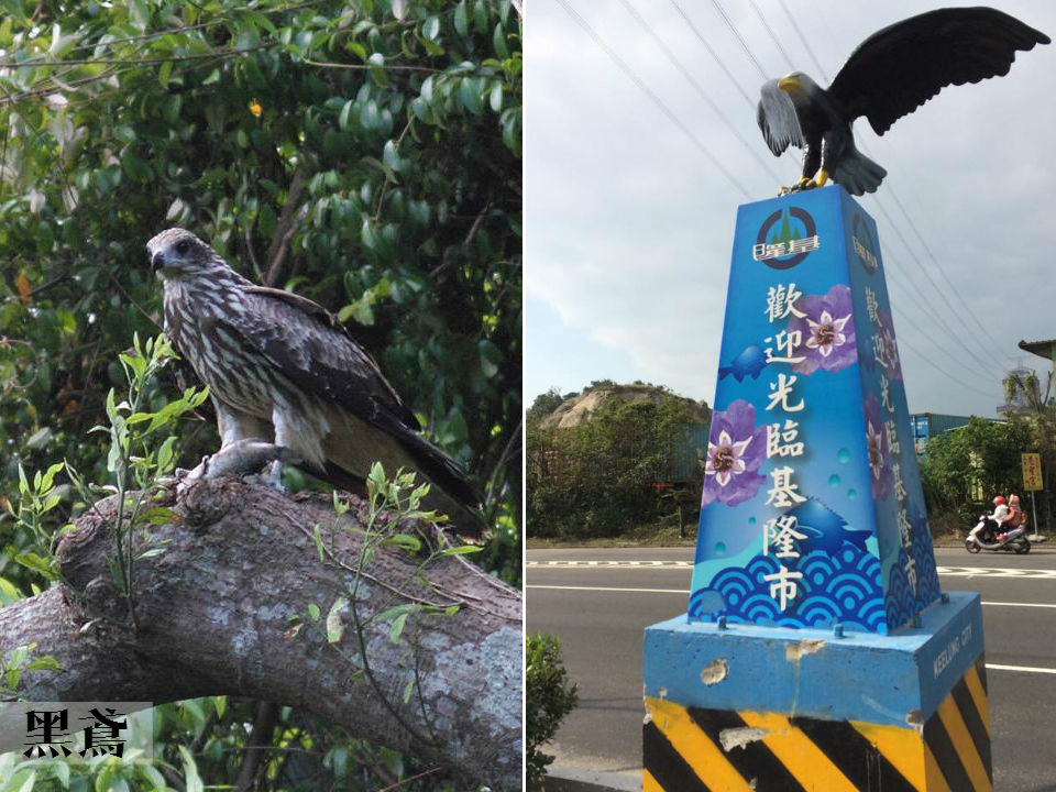 剛完工的基隆市界碑上，站著一隻完全不像黑鳶(左)的「老鷹」(右)。　(左)取自老鷹想飛專頁，(右)潘俊宏/提供