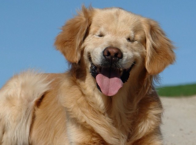 笑笑的眼眶縫合後,看起來就像是在瞇眼笑。 取自Joanne George臉書