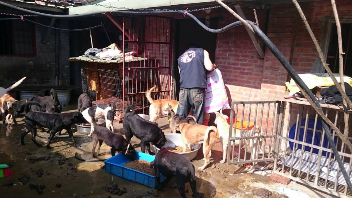 台灣流浪動物救援協會員工進駐伍玲玲狗場照顧狗兒。　阮美玲/提供