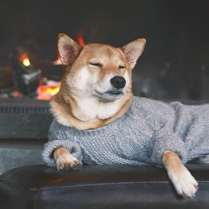 外面太冷了，還是待在家裡舒適些。 取自Menswear Dog臉書