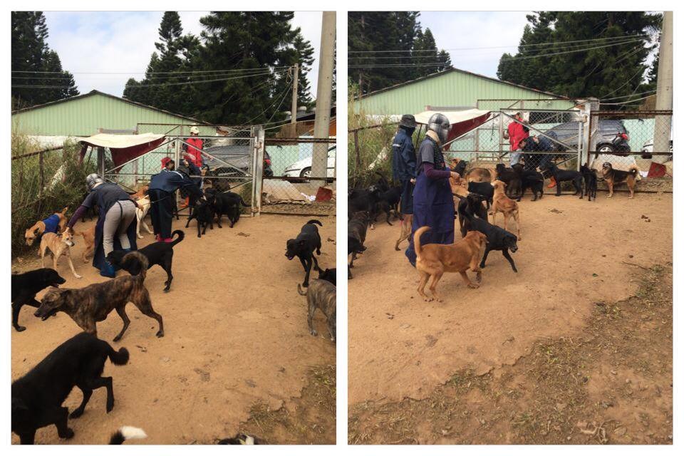 世聯會有許多志工協助照顧保育場狗兒。　取自Unofficial Tuapa 志工服務團 -為貓狗發聲