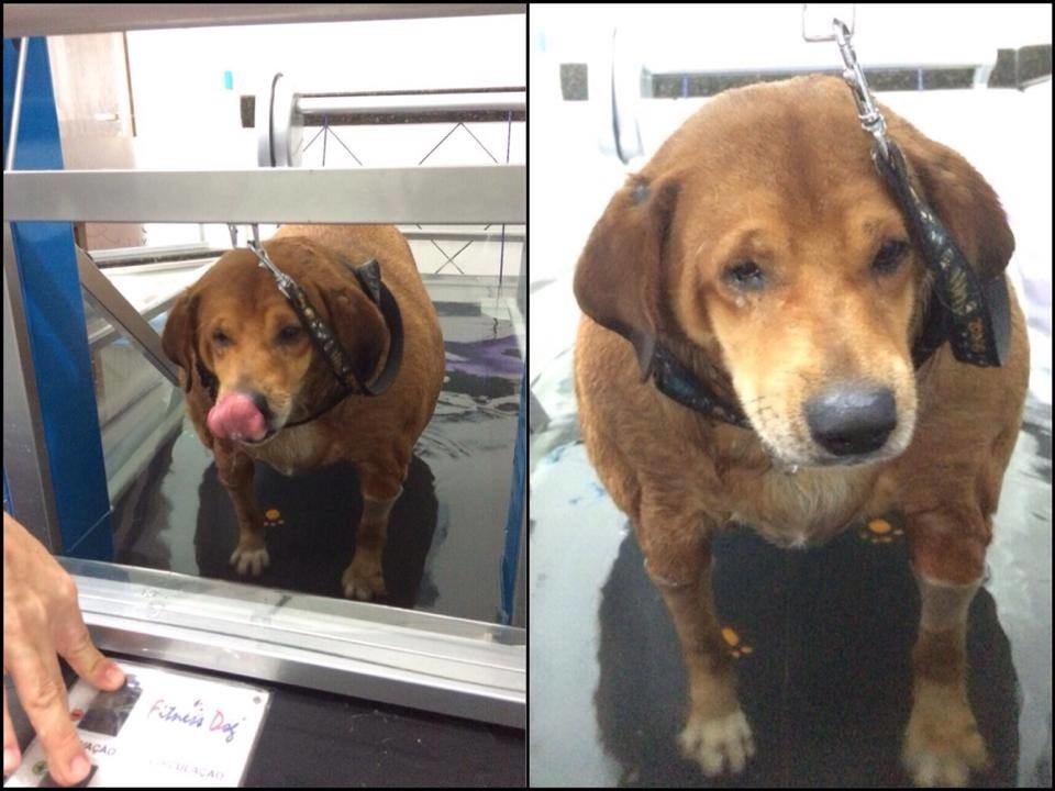 球球使用水中跑步機瘦身。　取自PamPet臉書專頁