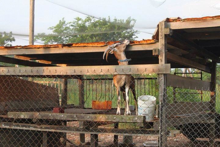 天馬牧場多處飼養空間狹小、供動物躲藏處不足，台中市農業局要求業者立即改善。 取自阿河別哭專頁