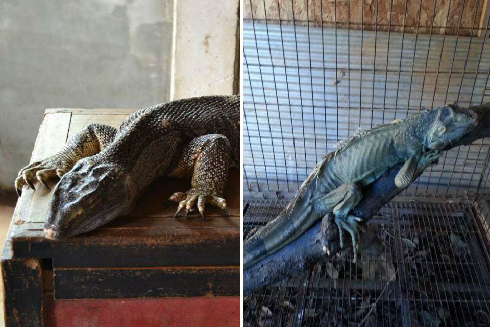 明顯過瘦的非洲巨蜥與綠鬣蜥，骨骼紋路清楚可見。　取自阿河別哭專頁