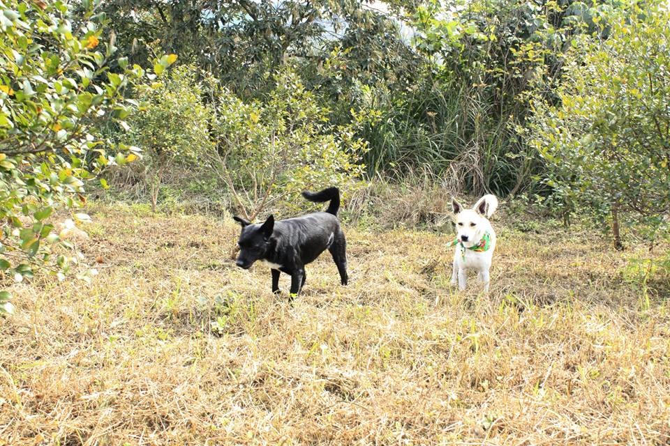 小菲菲因為流浪過對人還有些怕生,但與大菲菲的好友小黑一見如故,兩狗很快成了好朋友。 取自香草菲菲臉書