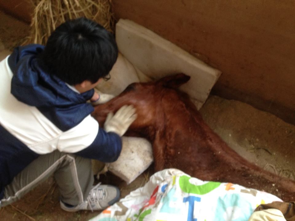 茱麗葉因為不明原因倒下,獸醫師查看茱麗葉狀況。 古少騏/提供