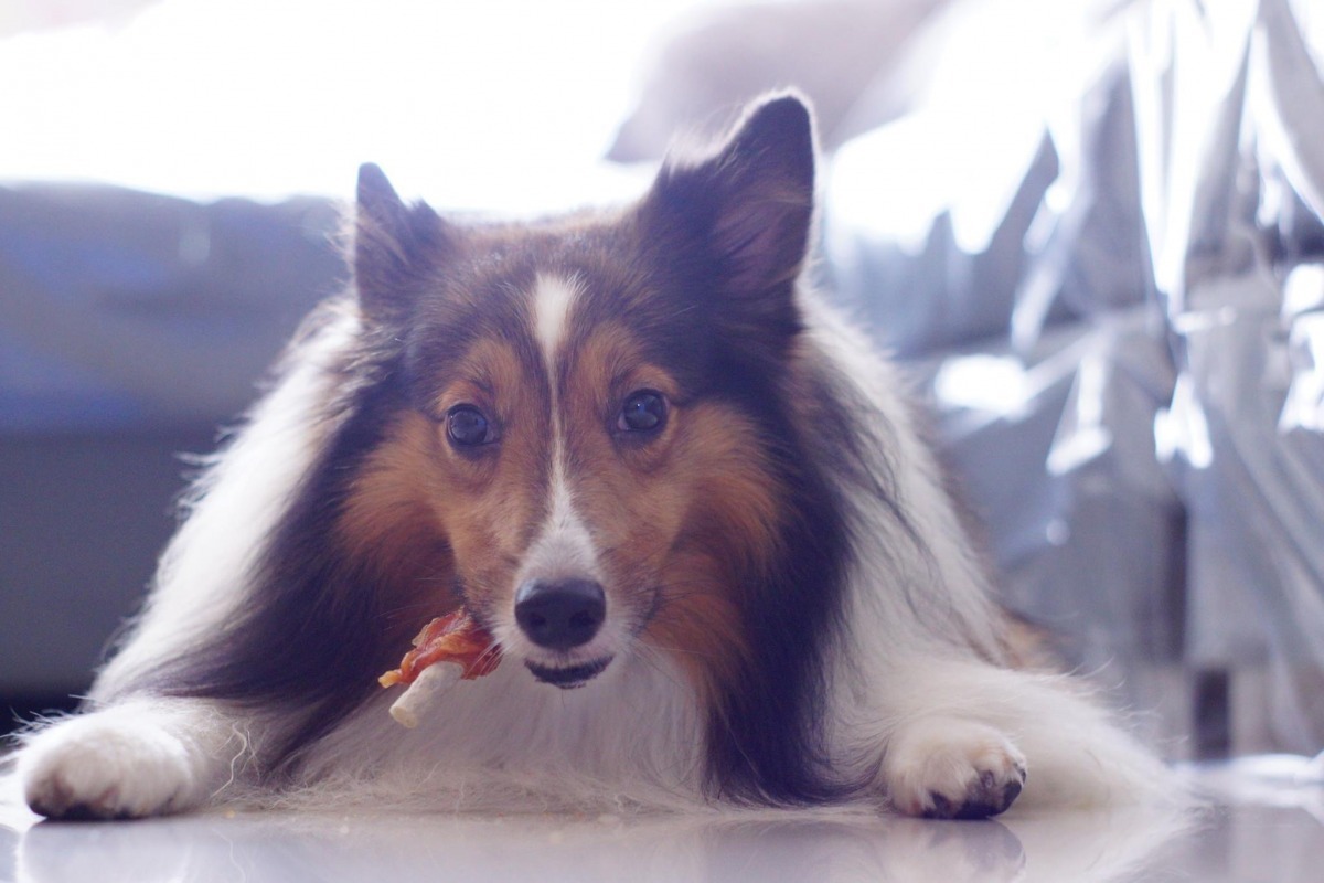 寵物還是在自家最安心!Nina只會餵毛客戶平常習慣的食物,若是需要遛狗,也會在開始照顧前的訪談確認散步路線。 Nina/提供