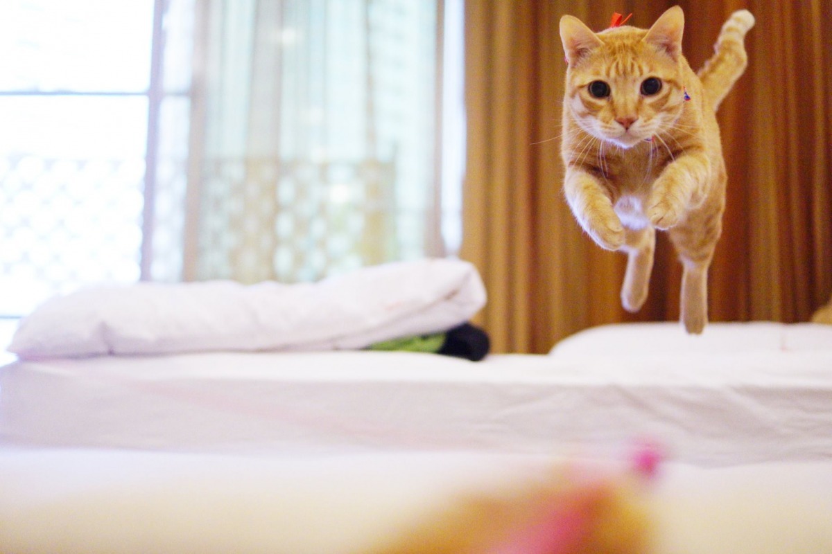 Nina會陪照顧的寵物玩,並拍下生動可愛的照片,讓飼主得知今天的照顧狀況。 Nina/提供