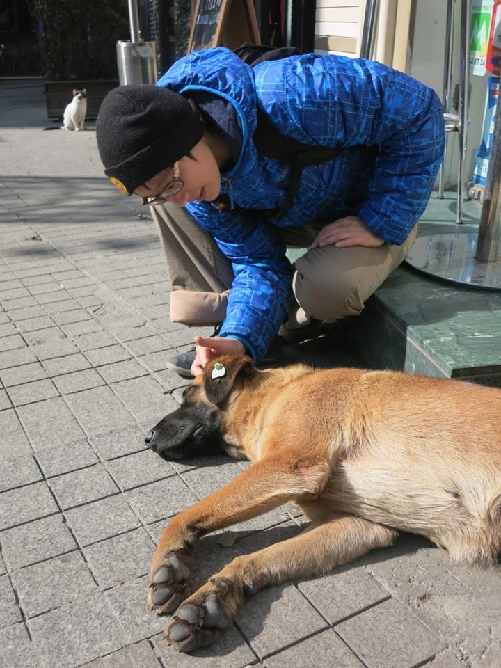 土耳其伊斯坦堡,犬隻絕育後被打上耳標放回街頭。 取自流浪者的流浪狗之歌專頁